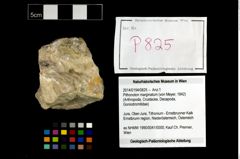 Foto (Objekt + Etikett) von Pithonoton marginatum (von Meyer, 1842)  (NHMW-GEO-2014-0194-0825)